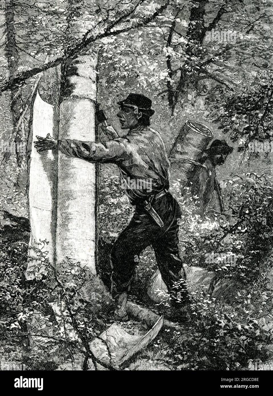 Amérindien prenant l'écorce d'arbre pour faire du canoë Banque D'Images