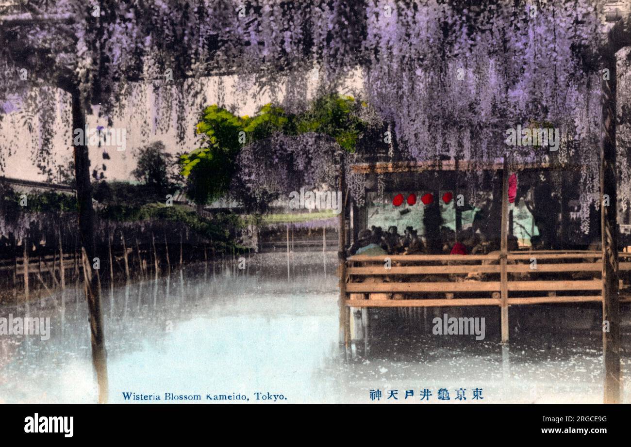 Wisteria Blossom - Kameido Tenjin Shrine, Tokyo, Japon. Banque D'Images