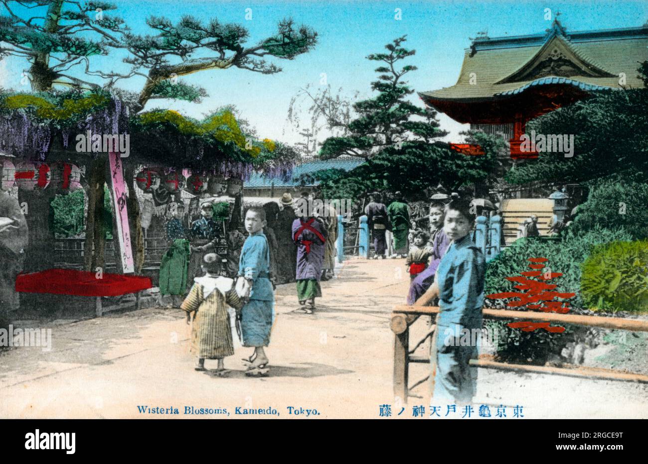 Wisteria Blossom - Kameido Tenjin Shrine, Tokyo, Japon. Banque D'Images