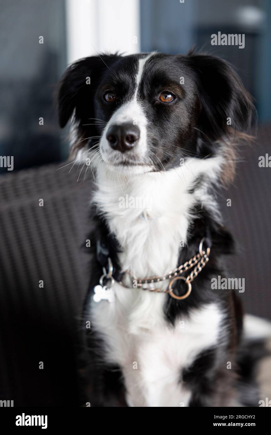 portrait d'une bordure noire et blanche collie Banque D'Images