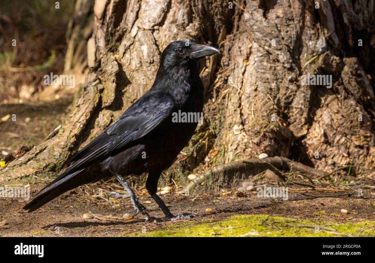 Grand corvide de charogne noire errant autour du sol de la forêt Banque D'Images