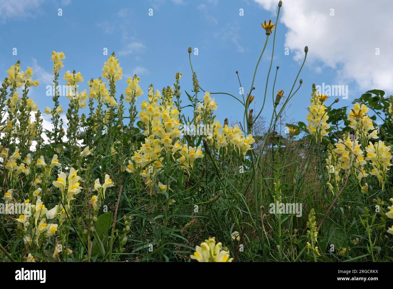 Fleurs jaunes de toadflax commun sous u ciel bleu avec quelques nuages Banque D'Images