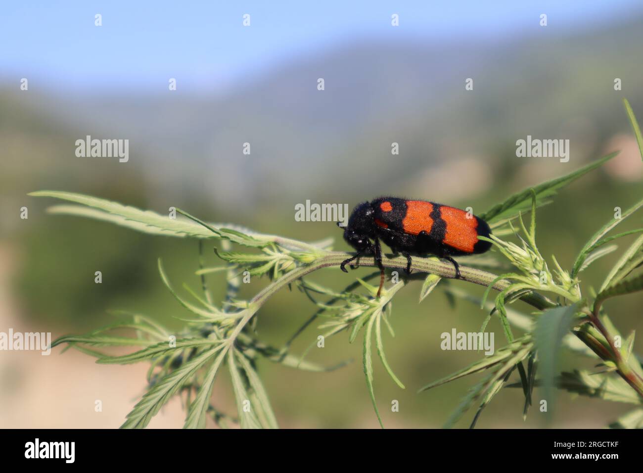 Insectes cocciques Banque D'Images