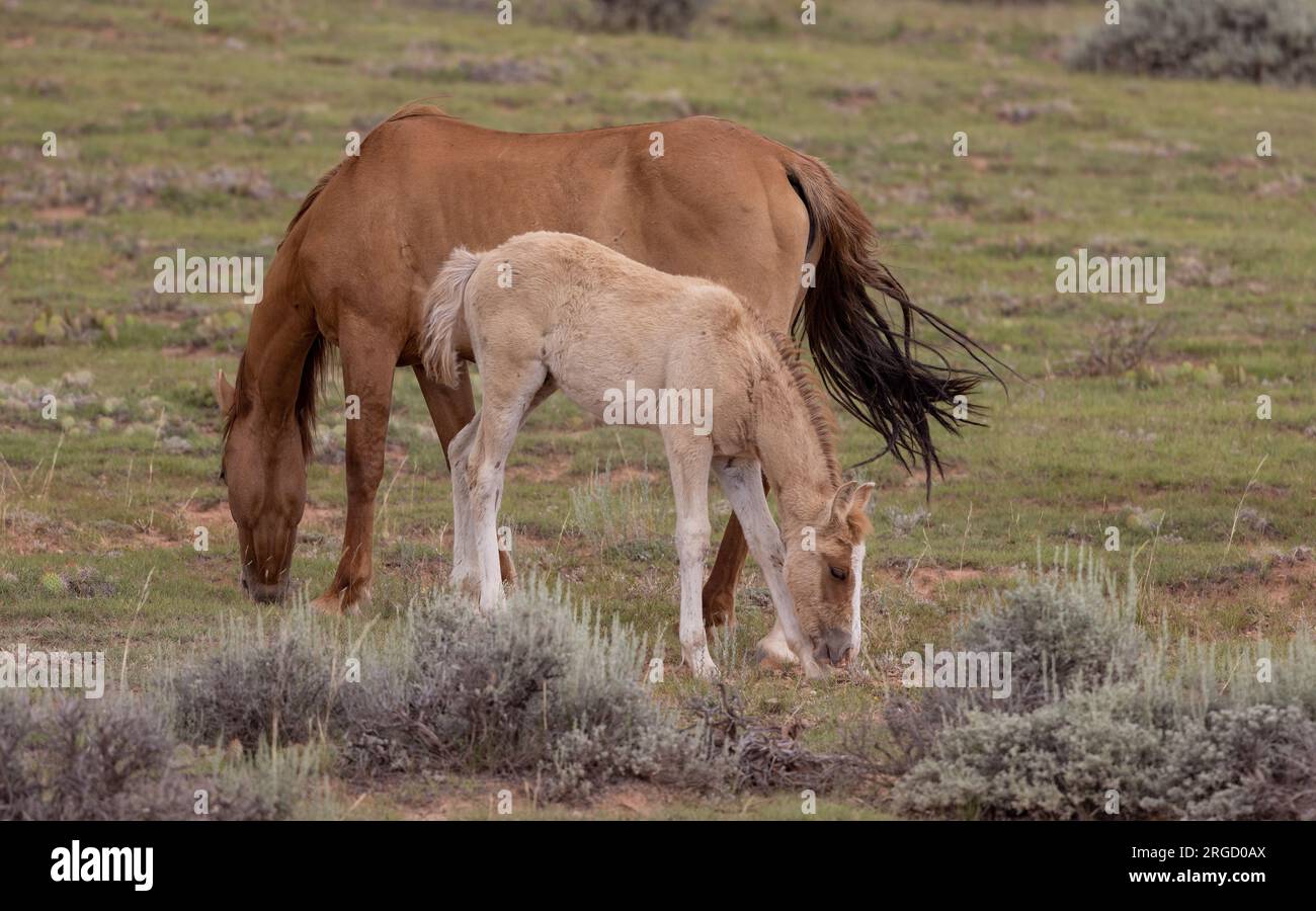 Wild Horse Mare et Foal en été dans les montagnes Pryor Montana Banque D'Images