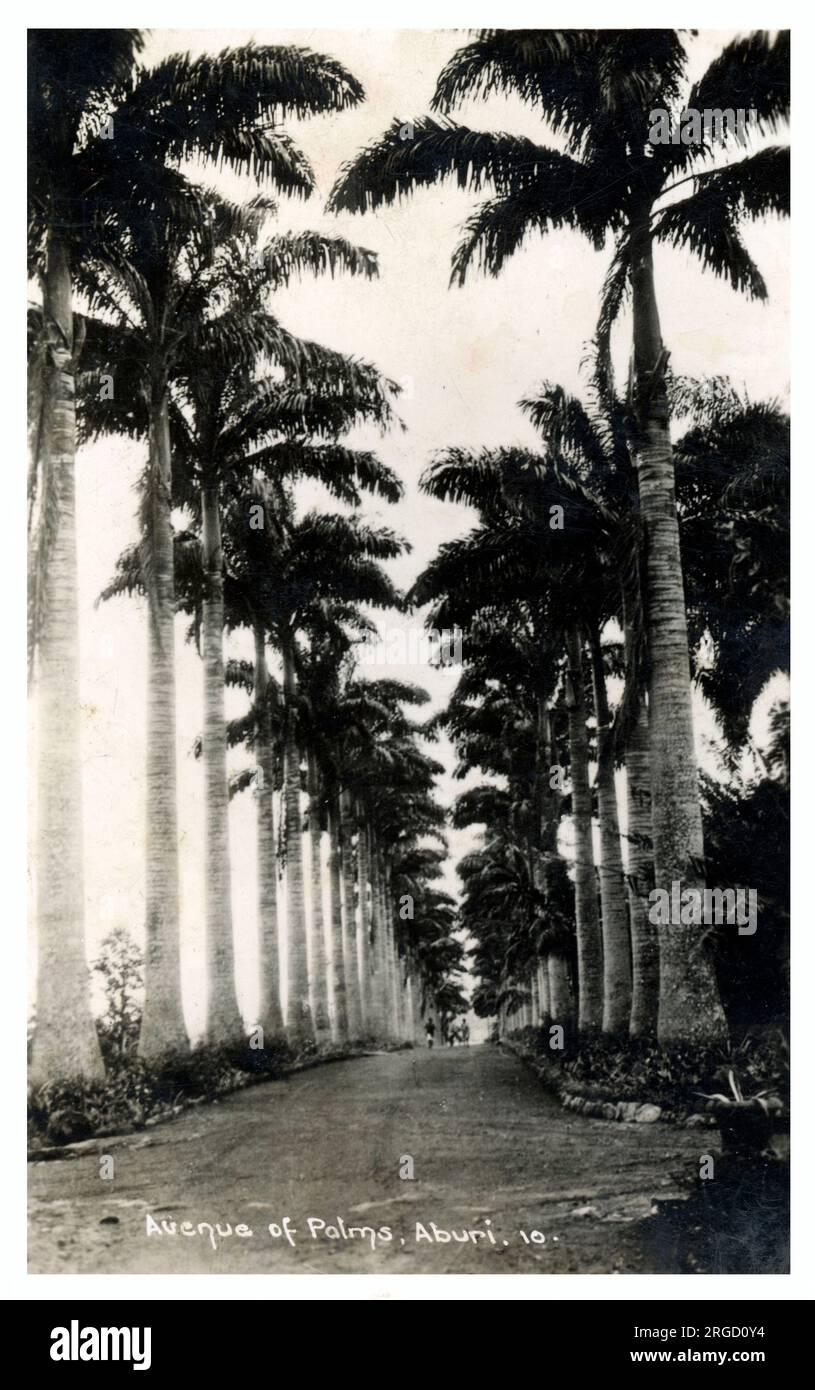 Ghana, Afrique de l'Ouest - Avenue des palmiers, Aburi Banque D'Images