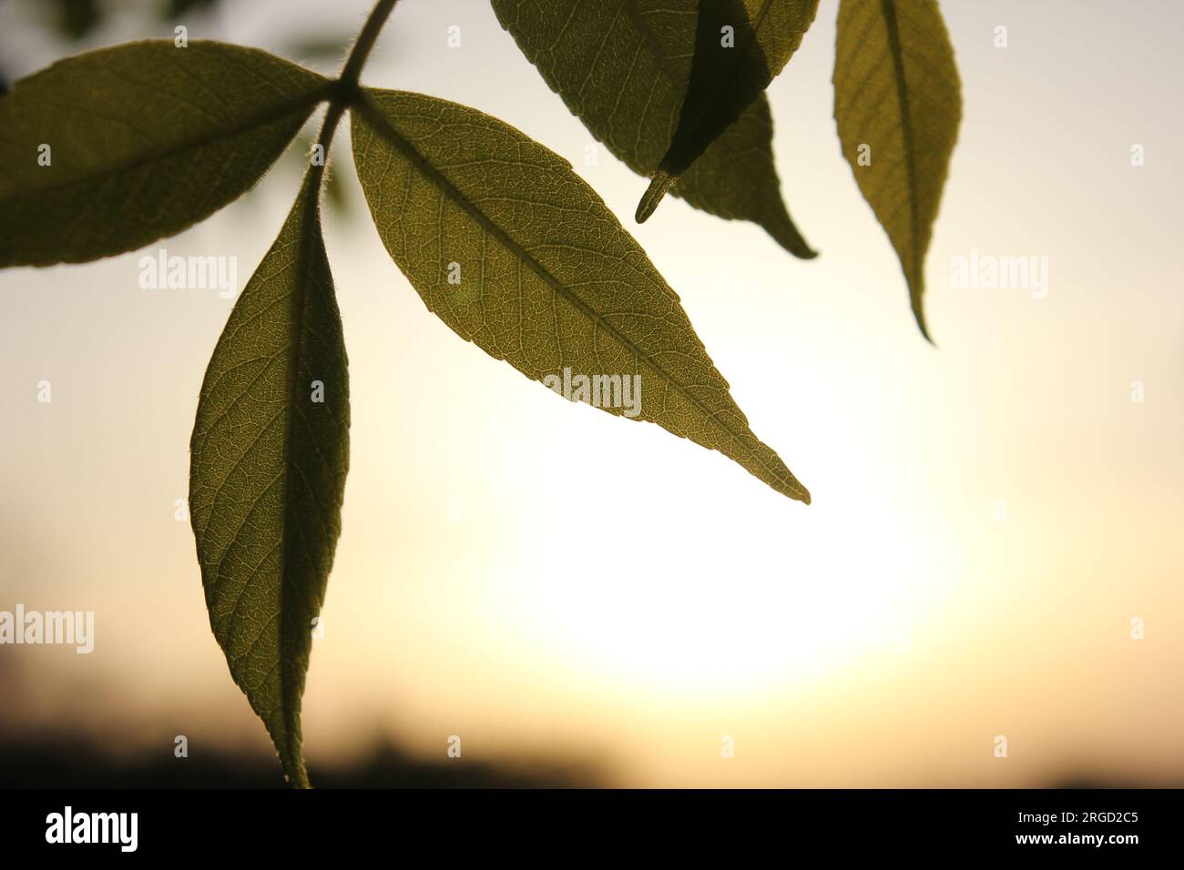 Branche avec de jeunes feuilles vertes fraîches au coucher du soleil. Fond de feuilles vertes. Branche d'arbre avec des feuilles vertes délicates sur un fond flou pendant Banque D'Images