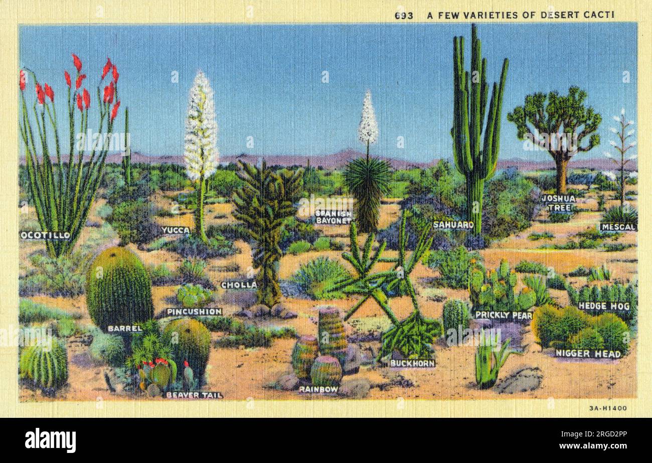 Quelques variétés de cactus du désert - USA. Banque D'Images