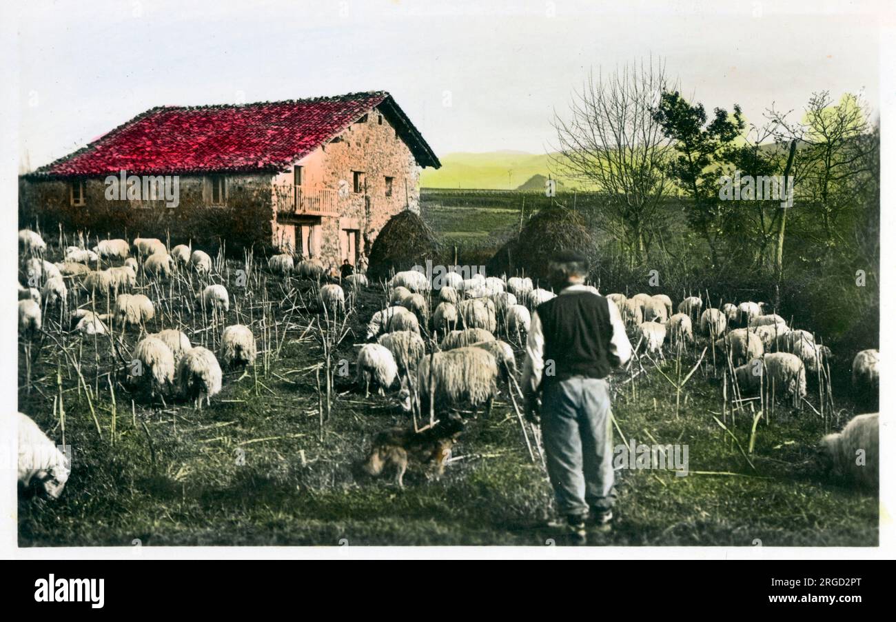 Nord de l'Espagne - élevage ovin - proche de la frontière française - Biscaye. Banque D'Images