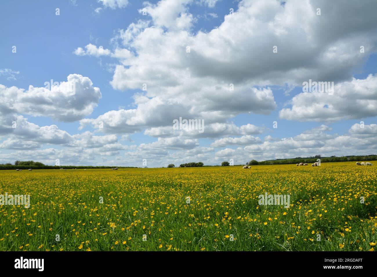 Champ de buttercups jaunes avec des moutons, ciel bleu et nuages moelleux Banque D'Images