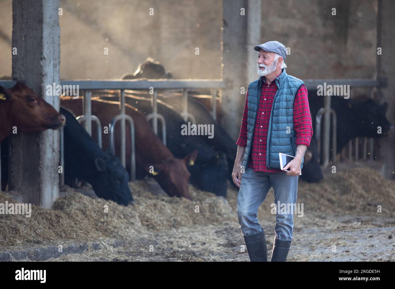 Fermier mature marchant avec l'expression satisfaite sur le visage à la ferme avec des vaches en arrière-plan Banque D'Images