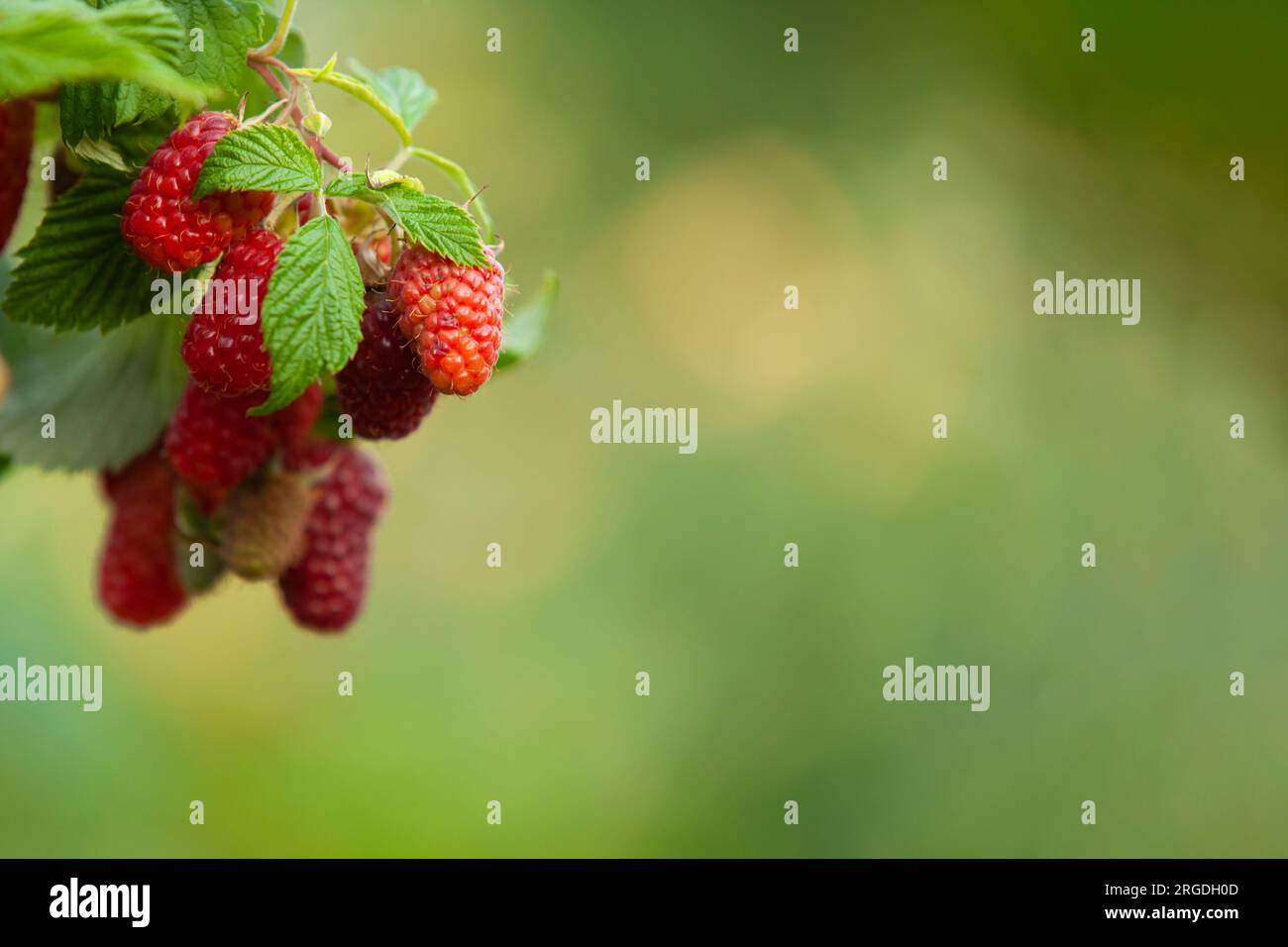 Un bouquet de framboises mûrit sur un buisson. Arrière-plan et espace copie flous. Banque D'Images
