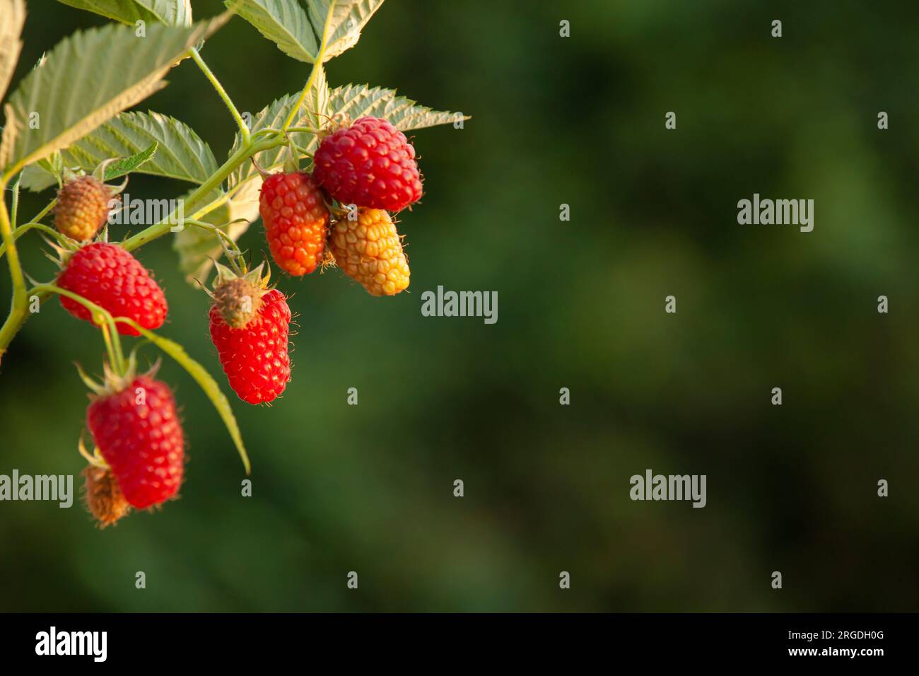 Un bouquet de framboises mûrit sur un buisson dans les rayons du coucher du soleil. Arrière-plan et espace copie flous. Banque D'Images