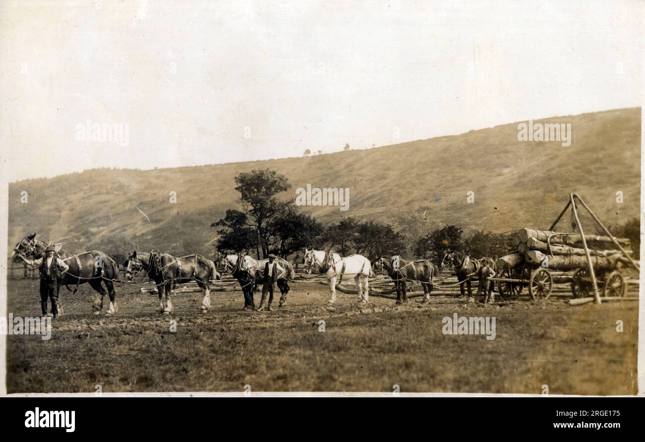 Une équipe de six chevaux tire un grand et lourd wagon en bois portant 6 troncs d'arbres. Banque D'Images