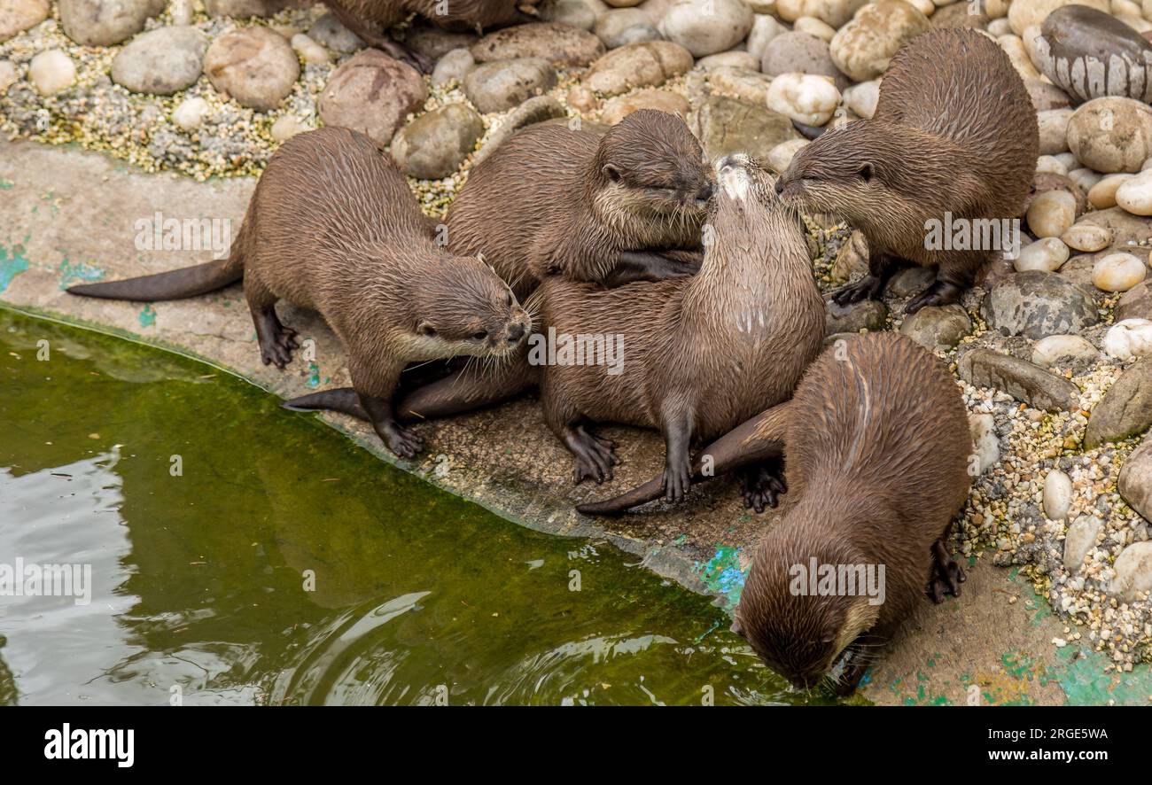 Famille de loutres courtes griffées jouant toutes ensemble sur des pierres au bord d'un étang Banque D'Images