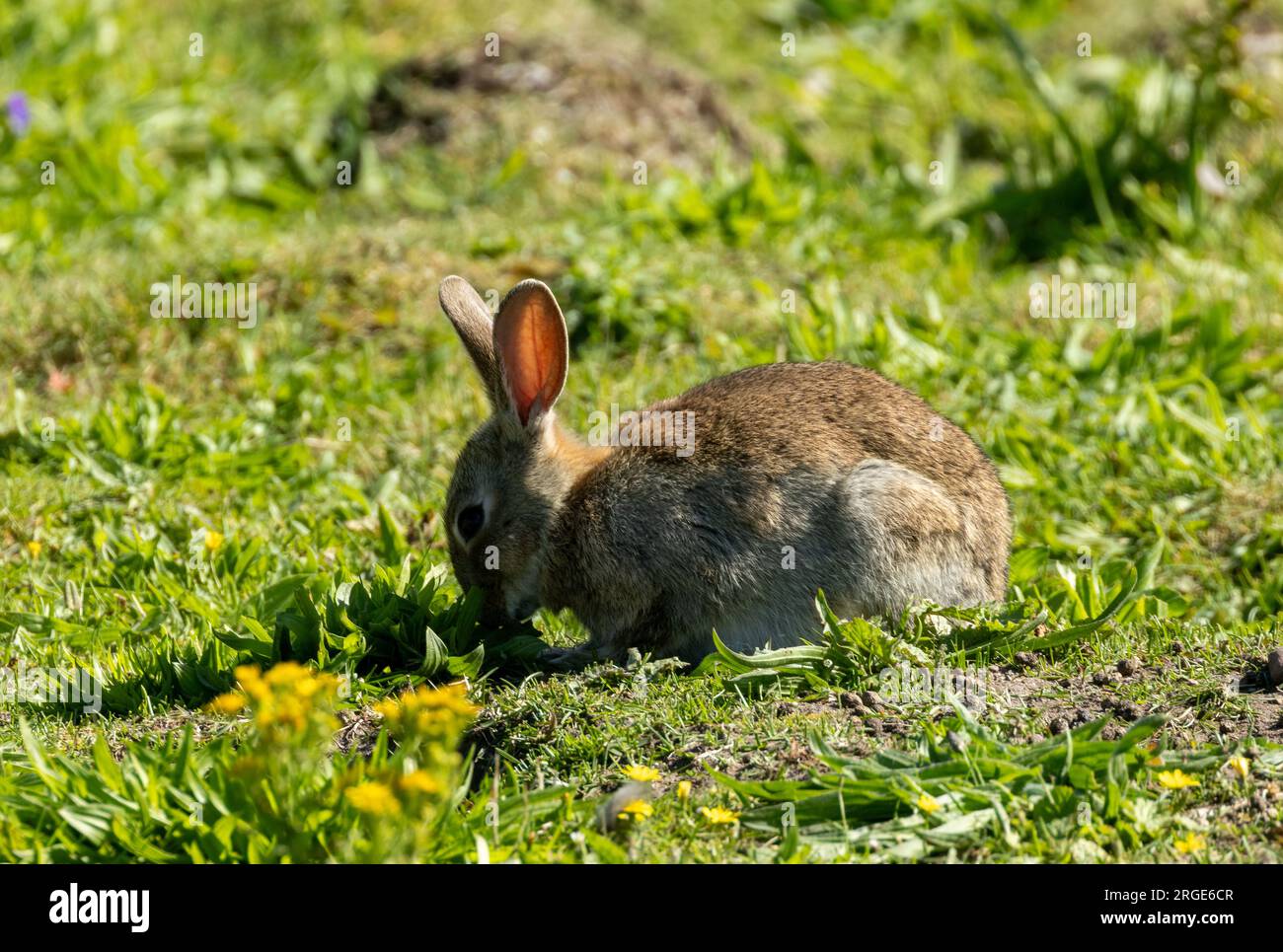 Mignon petit lapin lapin lapin dans un champ au soleil Banque D'Images