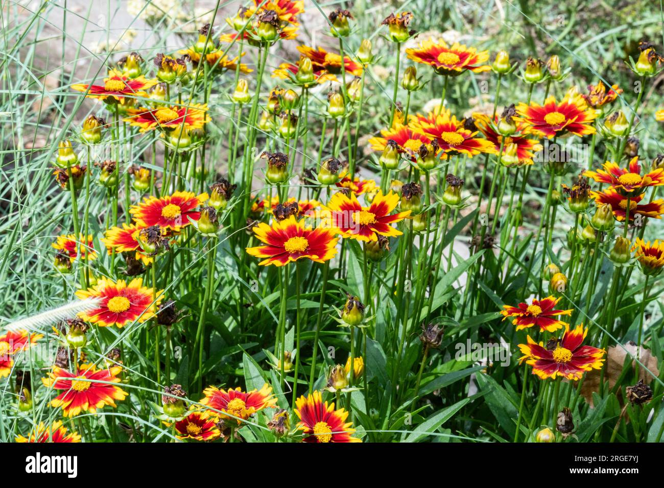 Uptick Red Coreopsis, Coreopsis Uptick Red, fleurs vivaces herbacées à graines de tickseed. Kansas, États-Unis. Banque D'Images