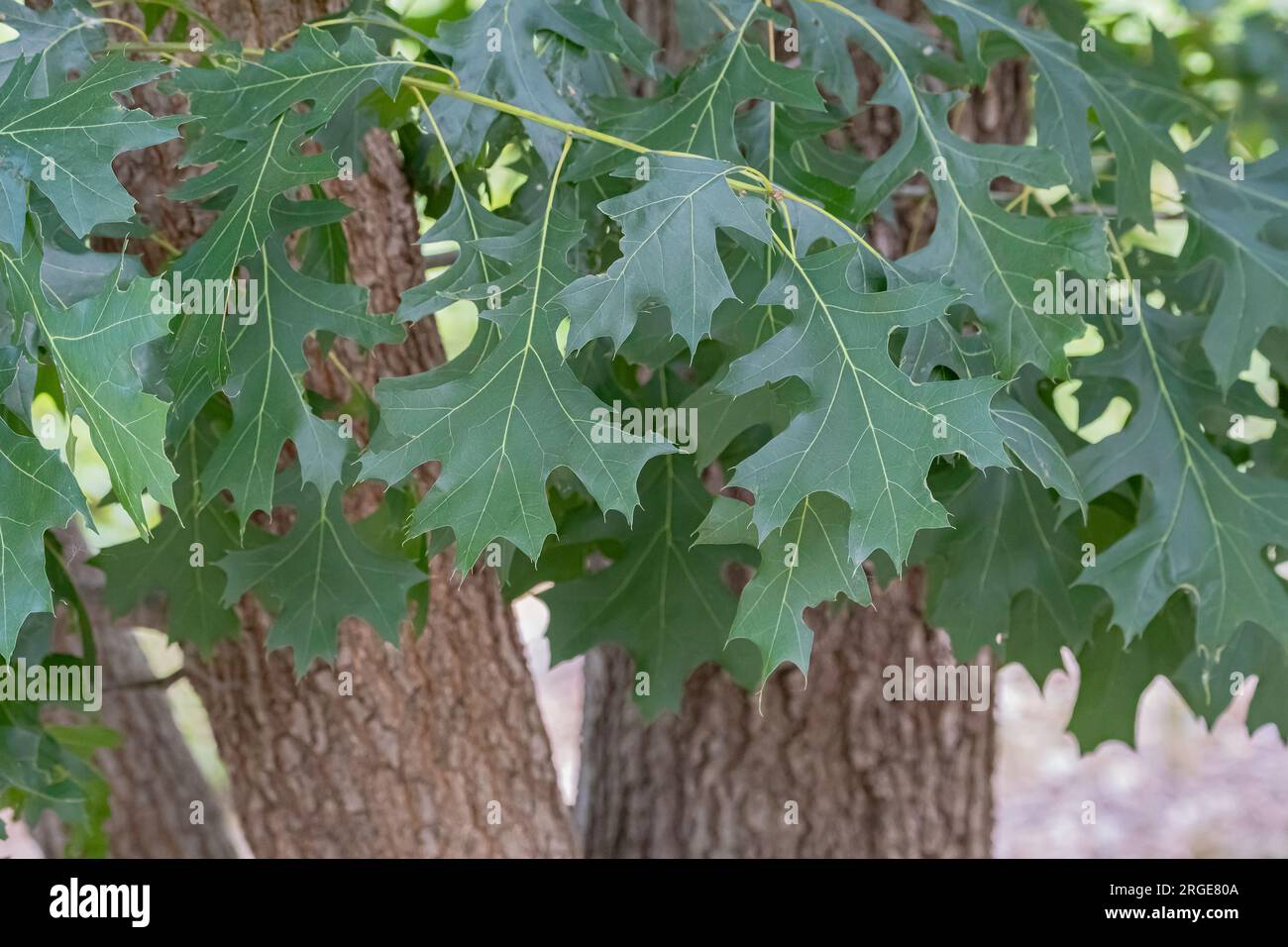 Gros plan de Shumard Oak portant des feuilles de chêne, Quercus shumardii. Kansas, États-Unis. Banque D'Images