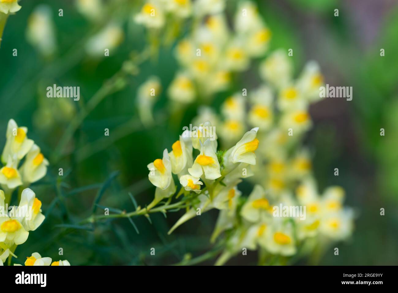 Linaria vulgaris, fleurs jaunes de toadlin commun closeup foyer sélectif Banque D'Images