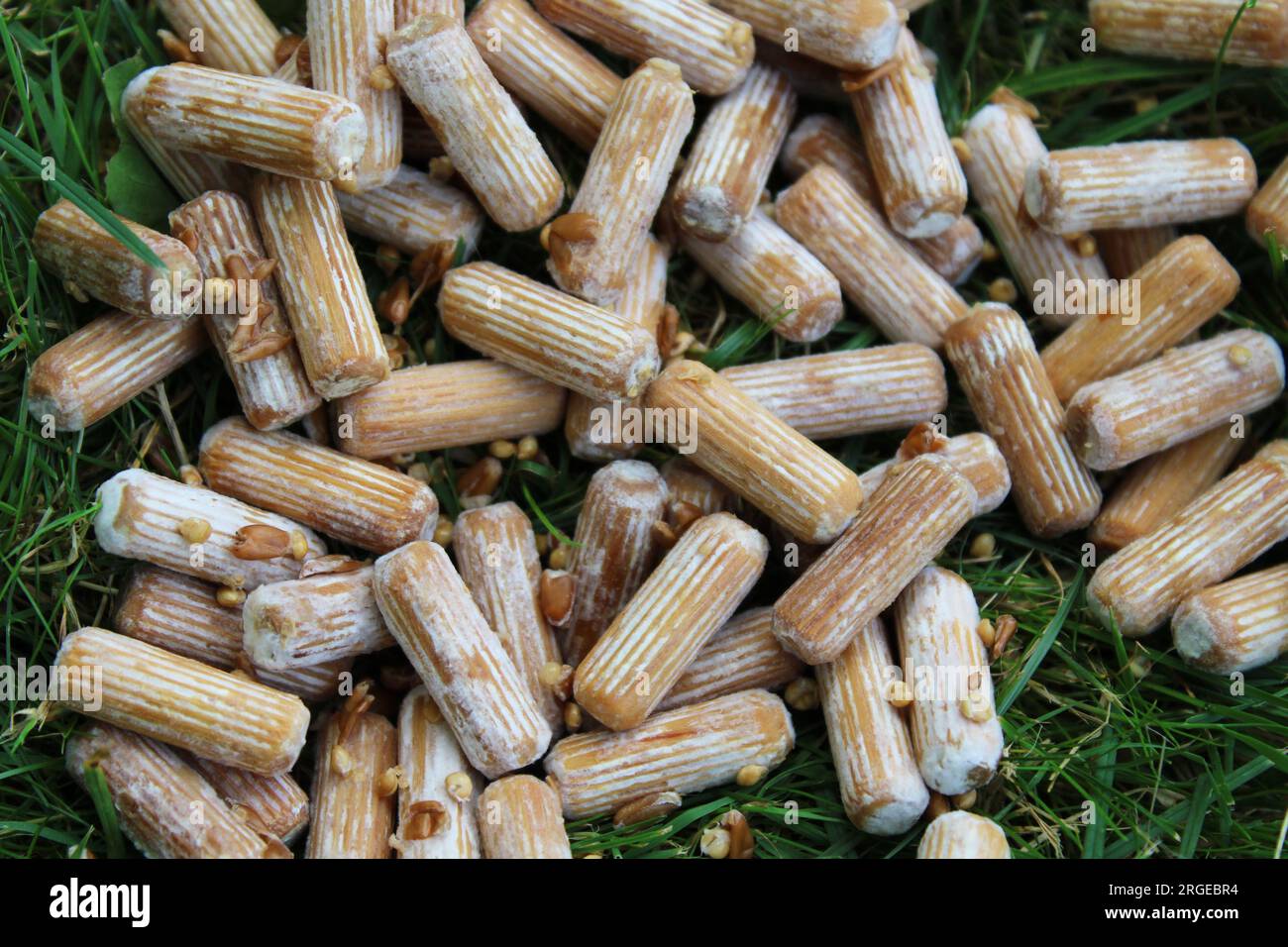 Bouchons de mycélium pour la culture de champignons Maitake Banque D'Images