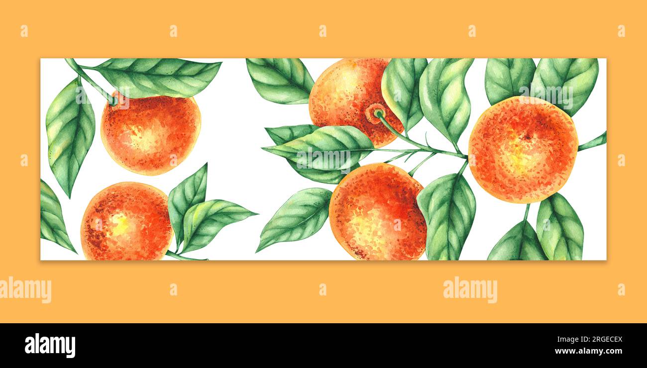 Etiquette alimentaire dessinée à la main à l'aquarelle mandarine. Agrumes avec feuilles, fleurs, fruits isolés. Mandarine de fond botanique tangerine Banque D'Images