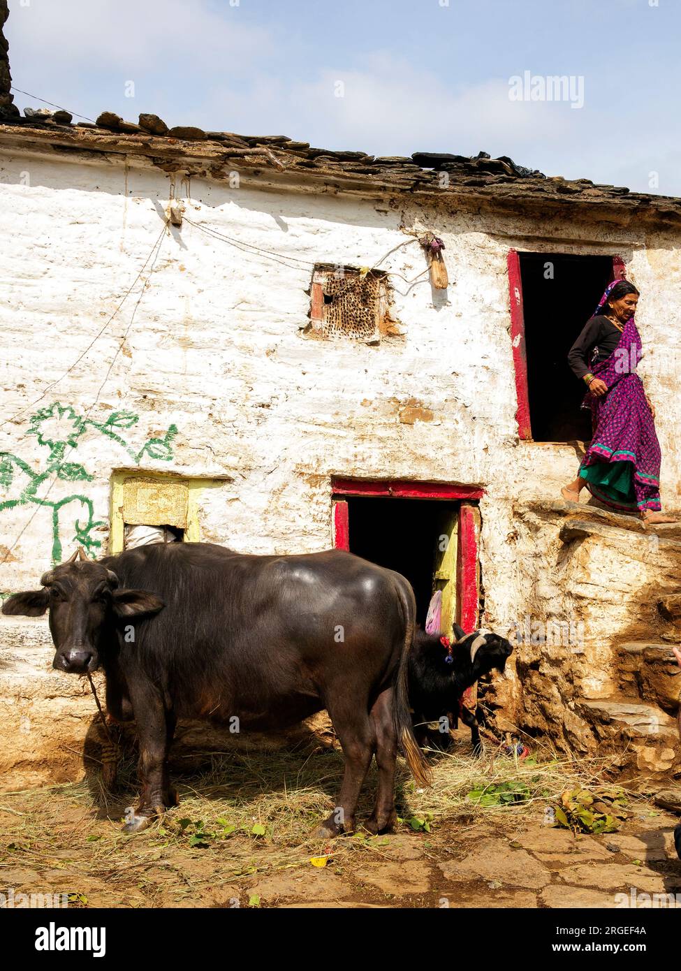 Femme indienne avec un buffle au village de Sanouli, Kumaon Hills, Uttarakhand, Inde Banque D'Images