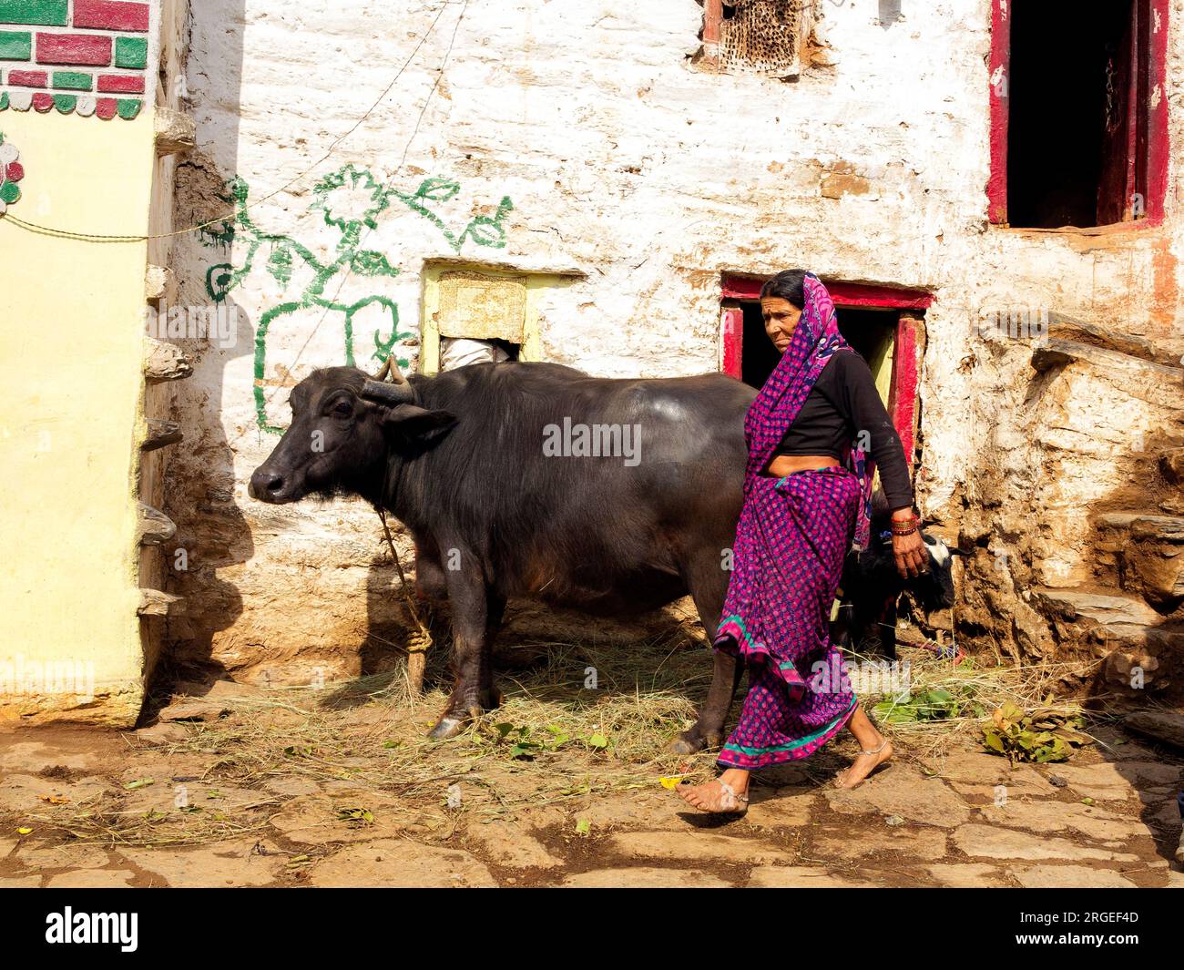 Femme indienne avec un buffle au village de Sanouli, Kumaon Hills, Uttarakhand, Inde Banque D'Images