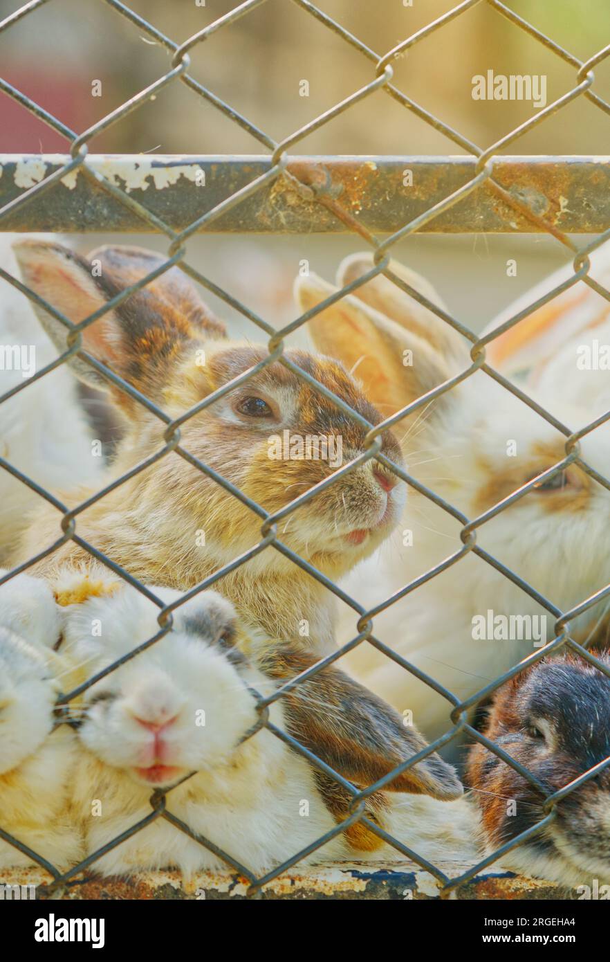 Gros plan couper lapins en cage, paquet de lapin en cage extérieure, image verticale. Banque D'Images