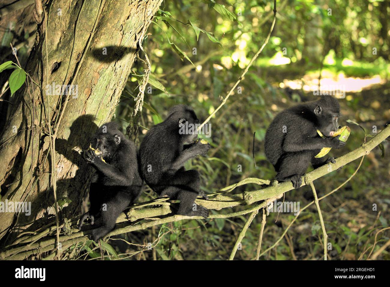 Les jeunes macaques à crête (Macaca nigra) mangent des fruits assis sur une branche d'arbre dans la forêt de Tangkoko, Sulawesi du Nord, en Indonésie. Un rapport récent d'une équipe de scientifiques dirigée par Marine Joly a révélé que la température augmente dans la forêt de Tangkoko et que l'abondance globale des fruits a diminué. « Entre 2012 et 2020, les températures ont augmenté jusqu’à 0,2 degrés Celsius par an dans la forêt, et l’abondance globale des fruits a diminué de 1 pour cent par an », ont-ils écrit dans International Journal of Primatology en juillet 2023. Le changement climatique et les maladies sont des menaces émergentes pour les primates. Banque D'Images