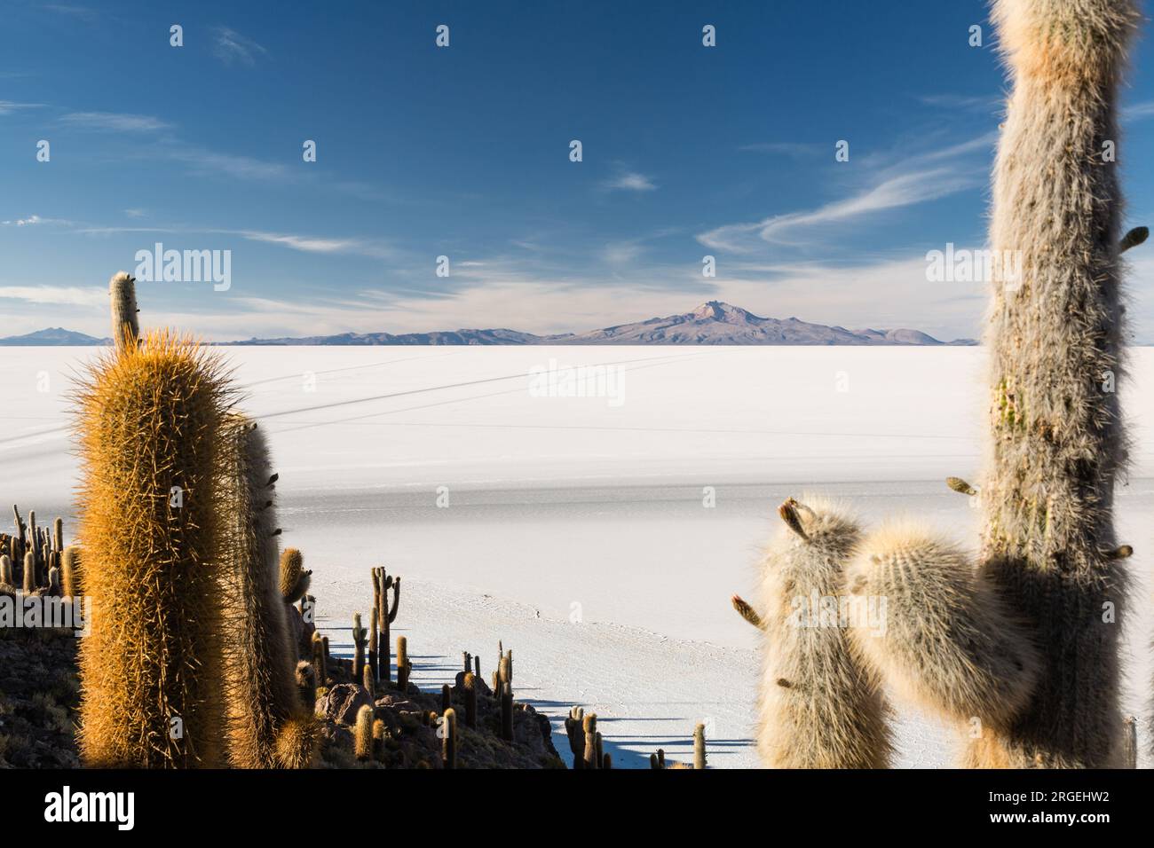 Volcan Tunupa de Isla Incahuasi (île de Cactus) | Uyuni, Bolivie Banque D'Images