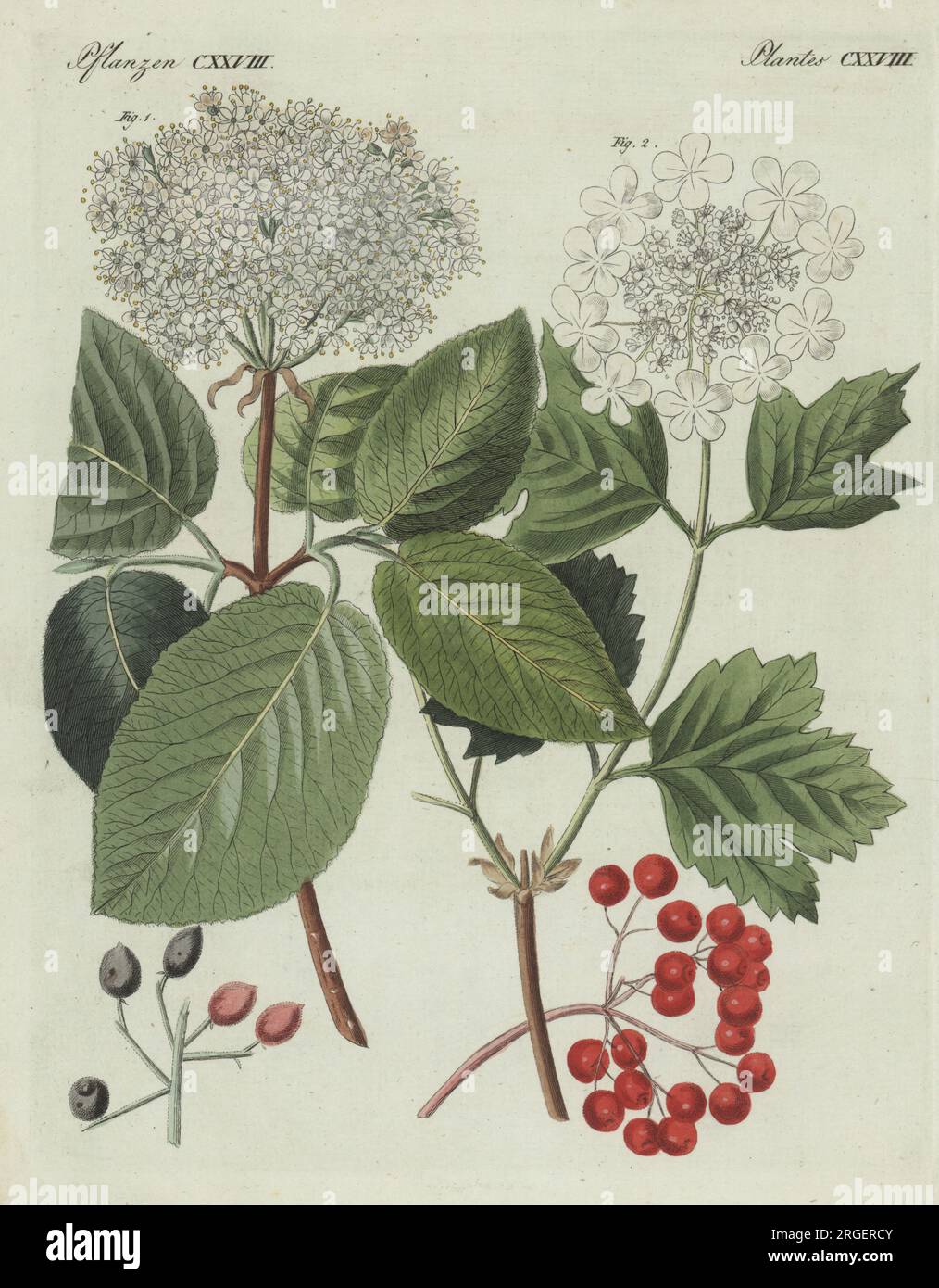 Wayfarer Viburnum Lantana 1 Et Guelder Rosier Viburnum Opulus 2 Les wayfarer-viburnum-lantana-1-et-guelder-rosier-viburnum-opulus-2-les