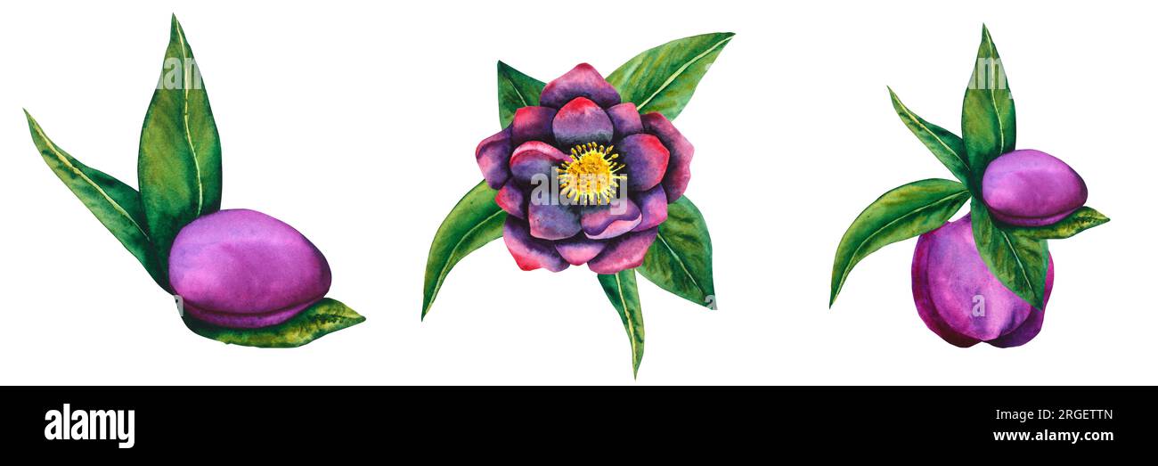 Noir hellebore. Fleur botanique aquarelle en noir et violet avec feuilles. Dessin à la main pour cartes, invitations, textiles et produits en papier Banque D'Images