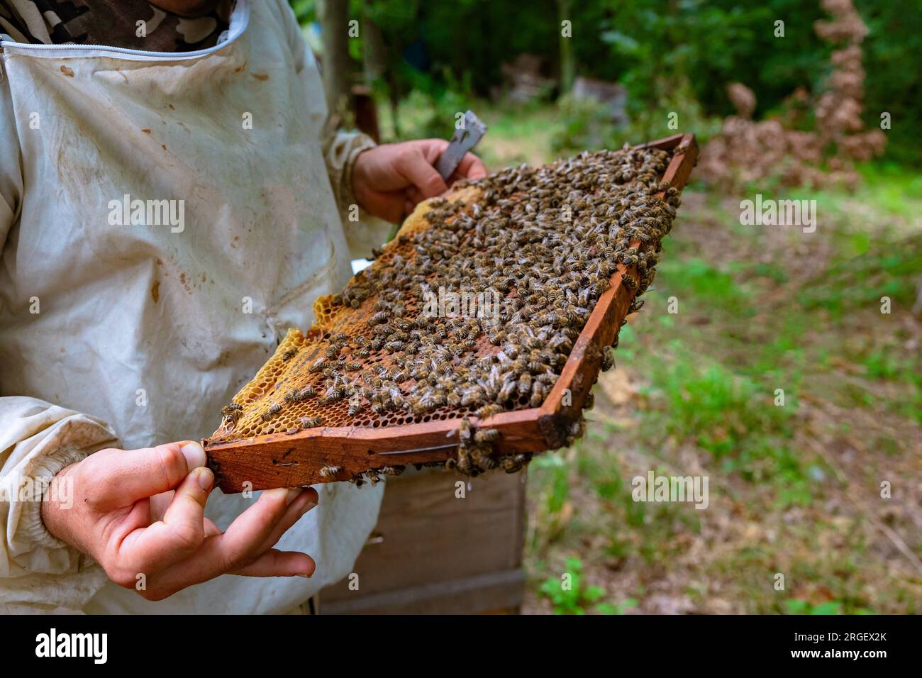 Abeilles sur le cadre en nid d'abeille sur les mains des apiculteurs dans le rucher. Photo de fond de la production de miel ou de l'apiculture ou de l'apiculture. Banque D'Images