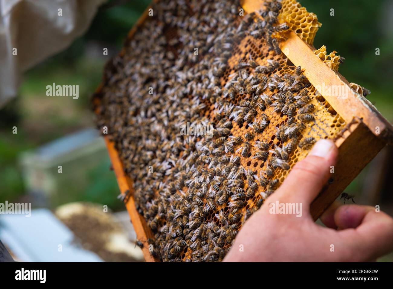 Apiculture ou production de miel photo. Un cadre en nid d'abeille sur les mains de l'apiculteur au point. Banque D'Images