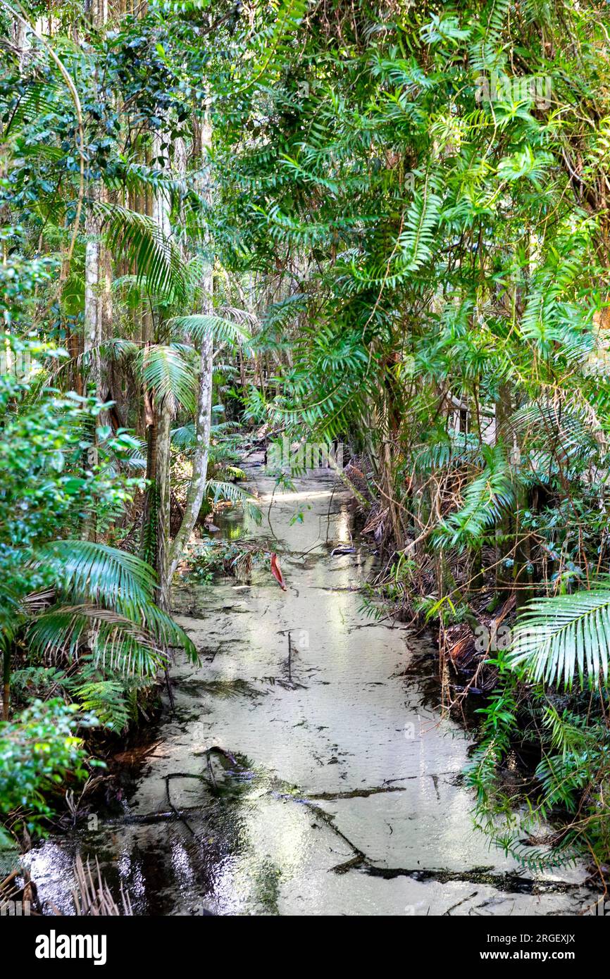 Fraser Island K'gari Wanggoolba Creek à Central Station, ruisseau traversant la forêt tropicale menant à pile Valley et aux arbres géants satinés. Banque D'Images