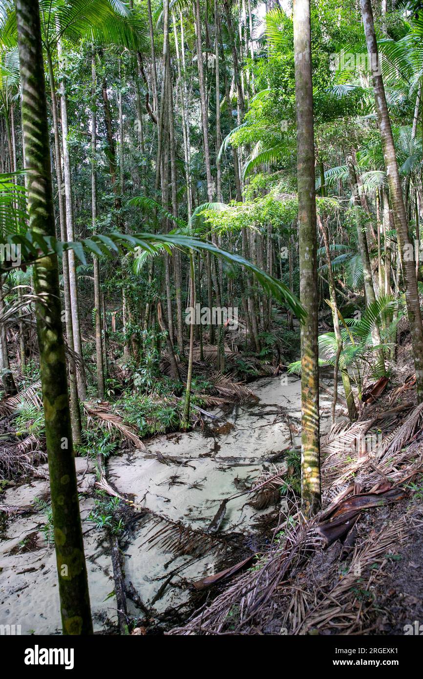 Fraser Island K'gari Wanggoolba Creek à Central Station, ruisseau traversant la forêt tropicale menant à pile Valley et aux arbres géants satinés. Banque D'Images