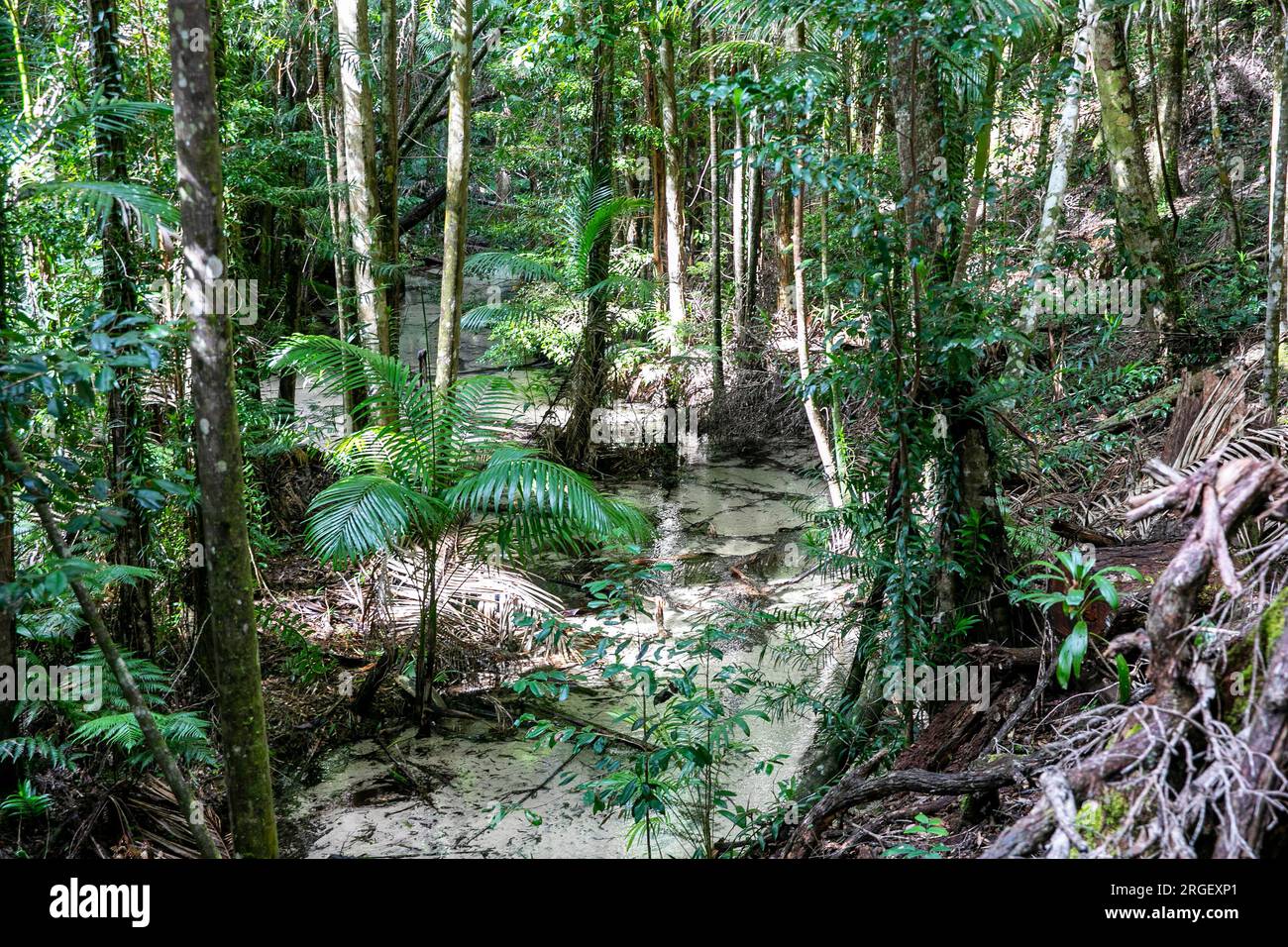 Fraser Island K'gari Wanggoolba Creek à Central Station, ruisseau traversant la forêt tropicale menant à pile Valley et aux arbres géants satinés. Banque D'Images