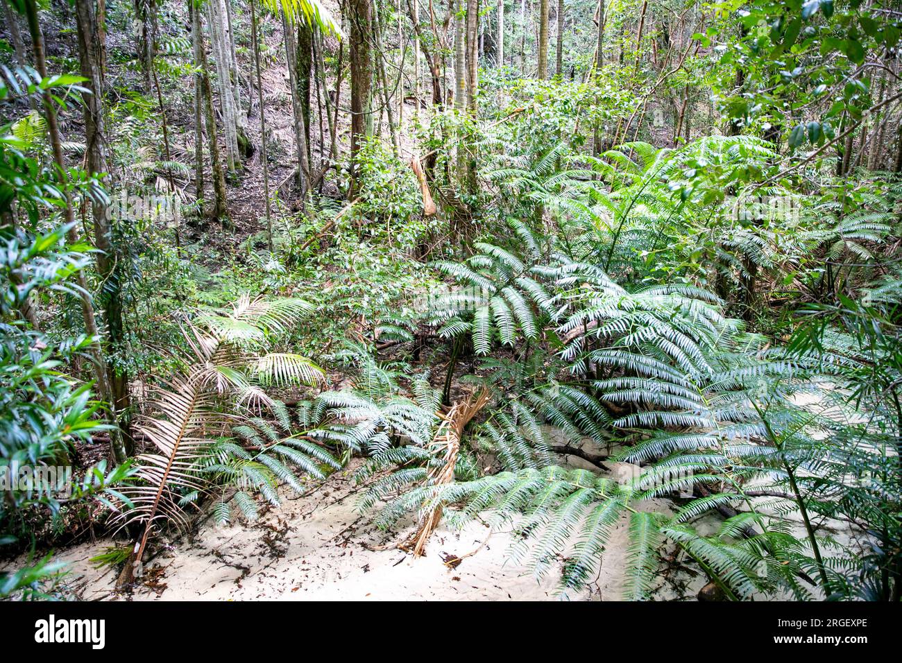 Fraser Island K'gari Wanggoolba Creek à Central Station, ruisseau traversant la forêt tropicale menant à pile Valley et aux arbres géants satinés. Banque D'Images