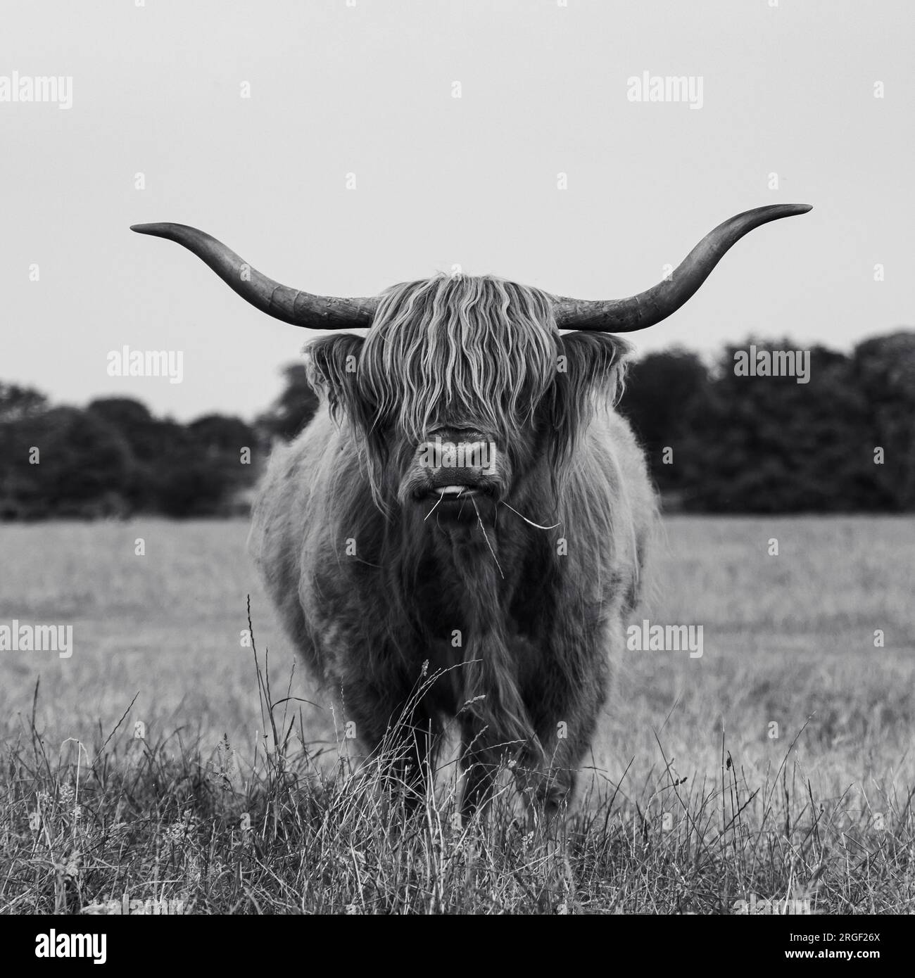 Highland Cow en monochrome Banque D'Images