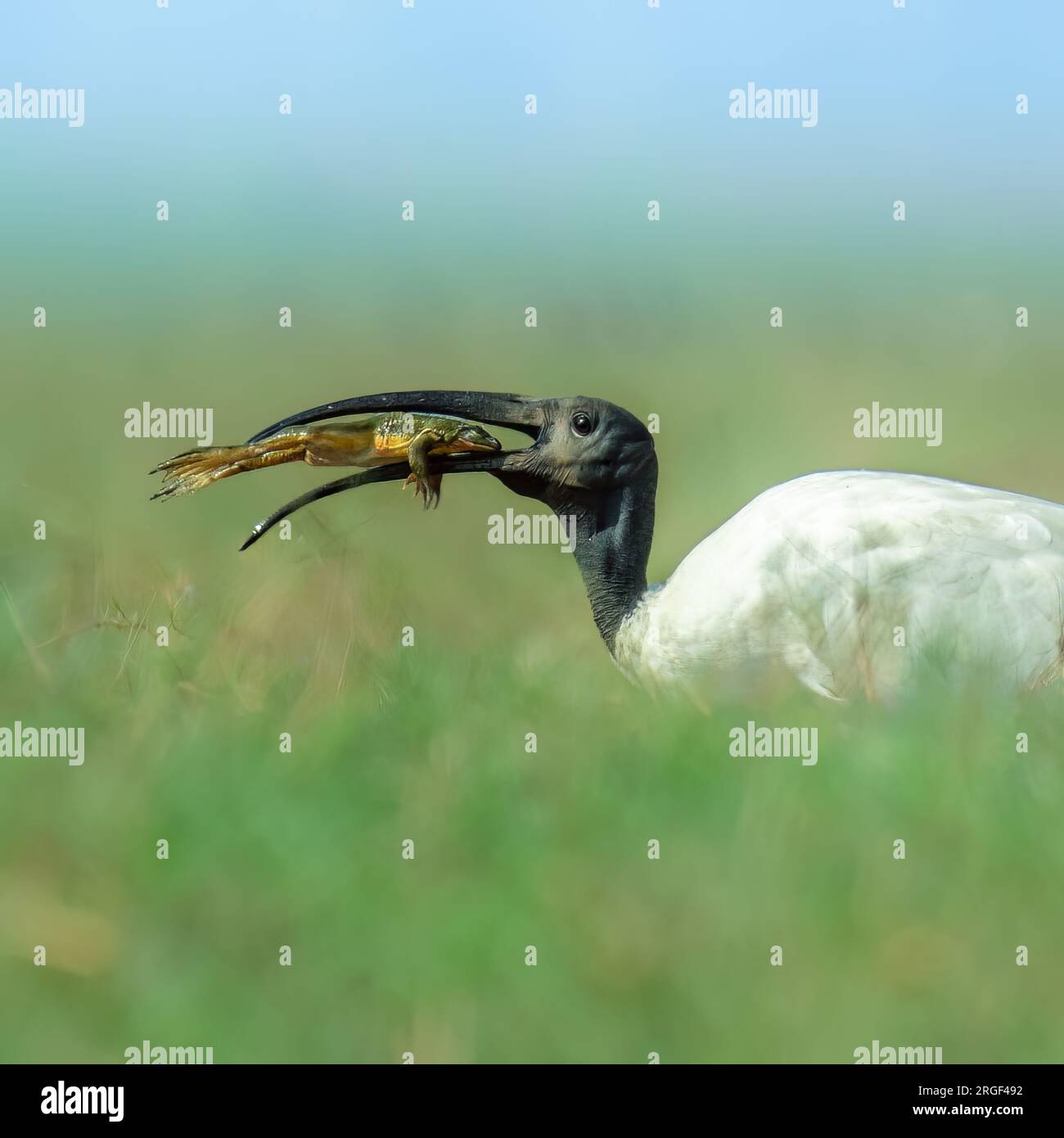 Grenouille prise en sandwich dans la facture ibis. ODISHA ; INDE : des photographies SAISISSANTES ont montré les derniers moments d'une grenouille alors qu'elle était prise en sandwich dans le bec d'un pendu Banque D'Images