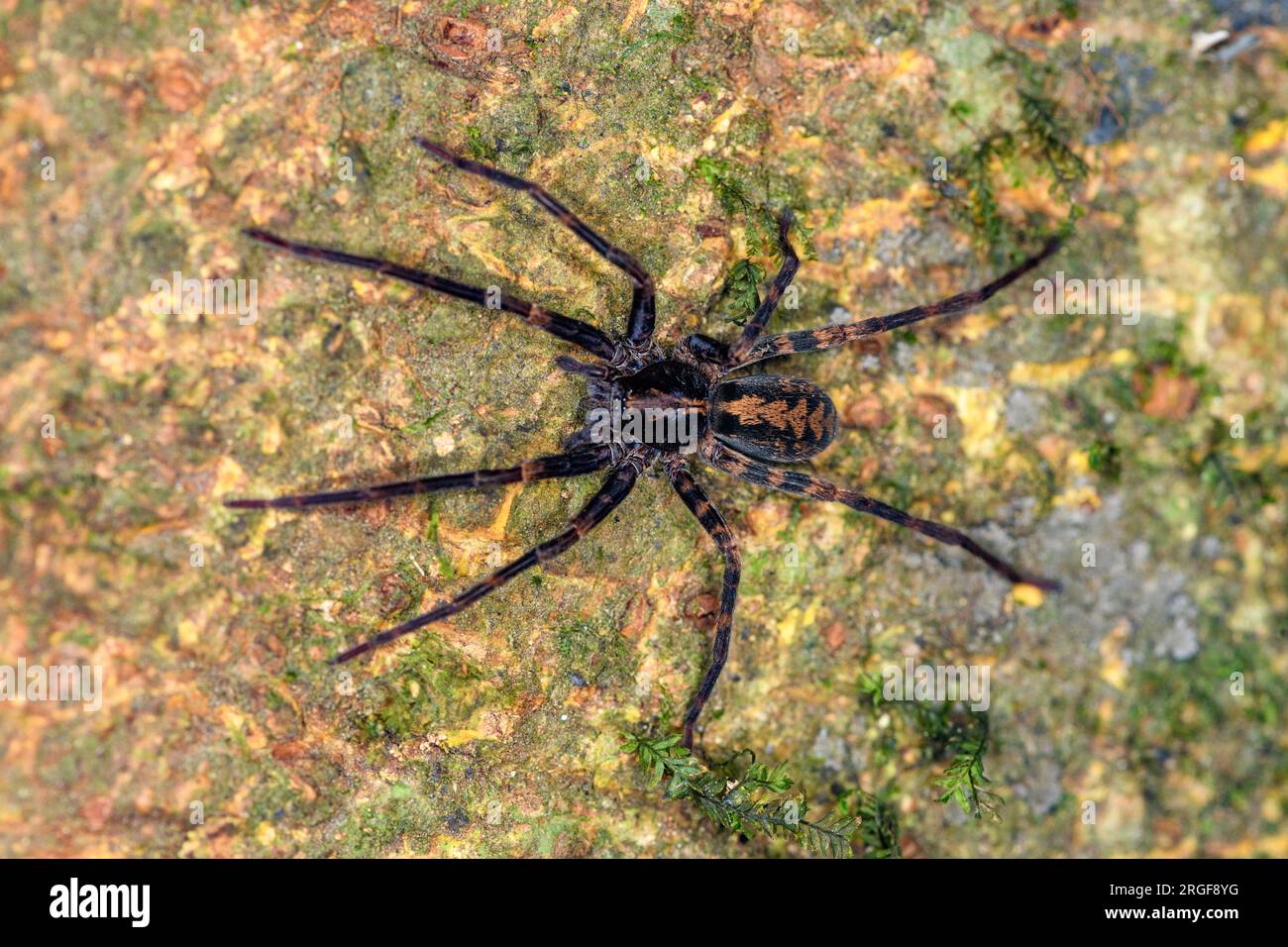 Araignée loup (famille Lycosidae) de la forêt nuageuse de Bosque de Paz, Costa Rica. Banque D'Images