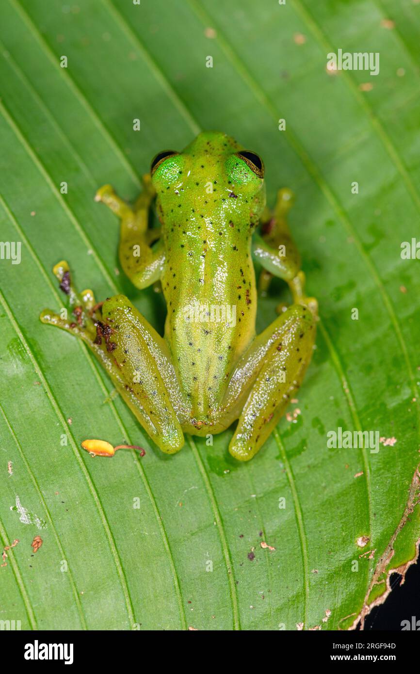 Grenouille en verre émeraude (Espadarana prosoblepon) de Bosque de Paz, Costa Rica. Banque D'Images