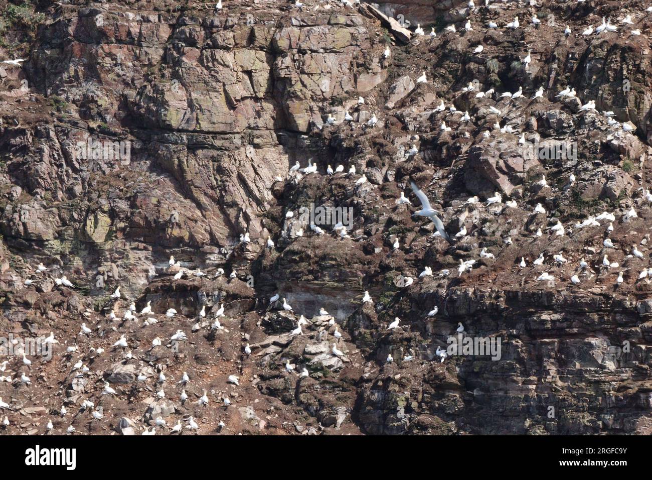 Gannet sur les falaises de Troup Head Banque D'Images