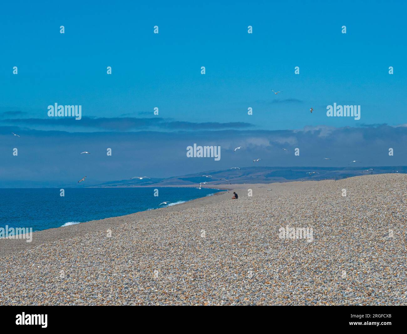 Mouettes volantes et personne assise sur la vaste étendue de plage de galets, plage de Chesil, sur la côte sud-ouest de l'Angleterre, Dorset, Angleterre, Royaume-Uni. Banque D'Images