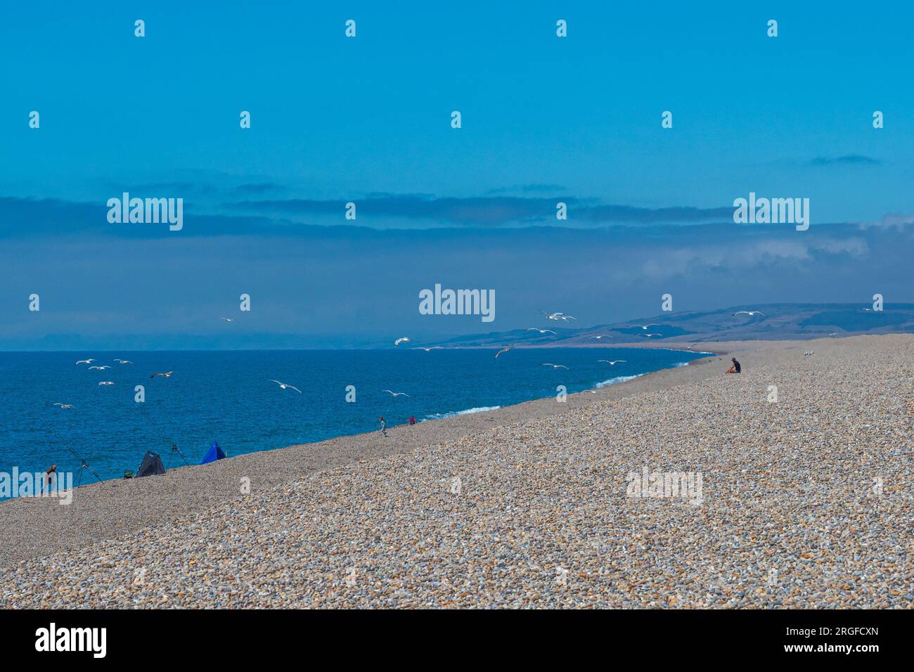 Mouettes volantes et gens pêchant sur la vaste étendue de plage de galets, plage de Chesil, sur la côte sud-ouest de l'Angleterre, Dorset, Angleterre, Royaume-Uni. Banque D'Images