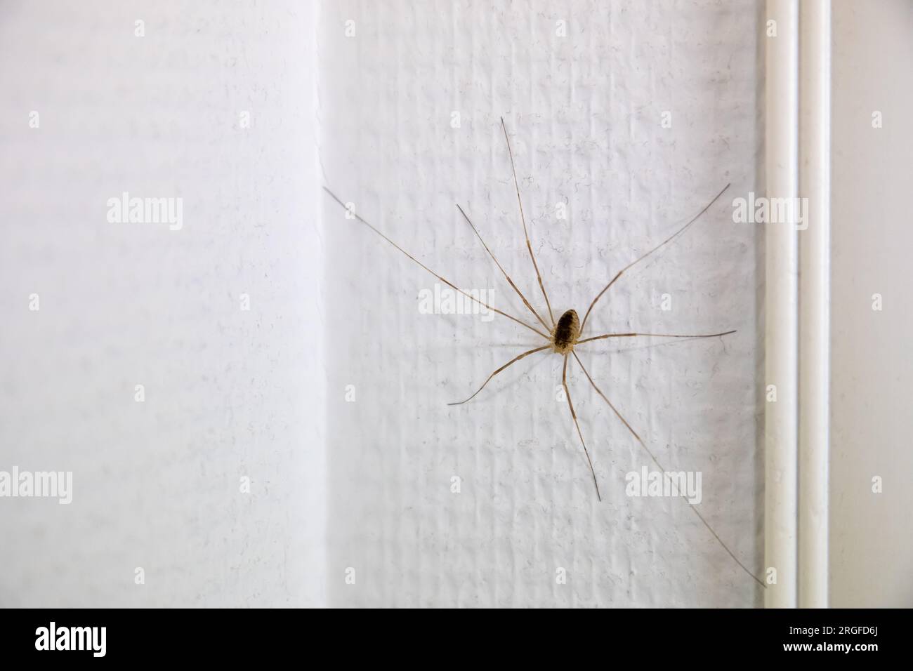 Araignée à longues pattes sur un mur Banque D'Images