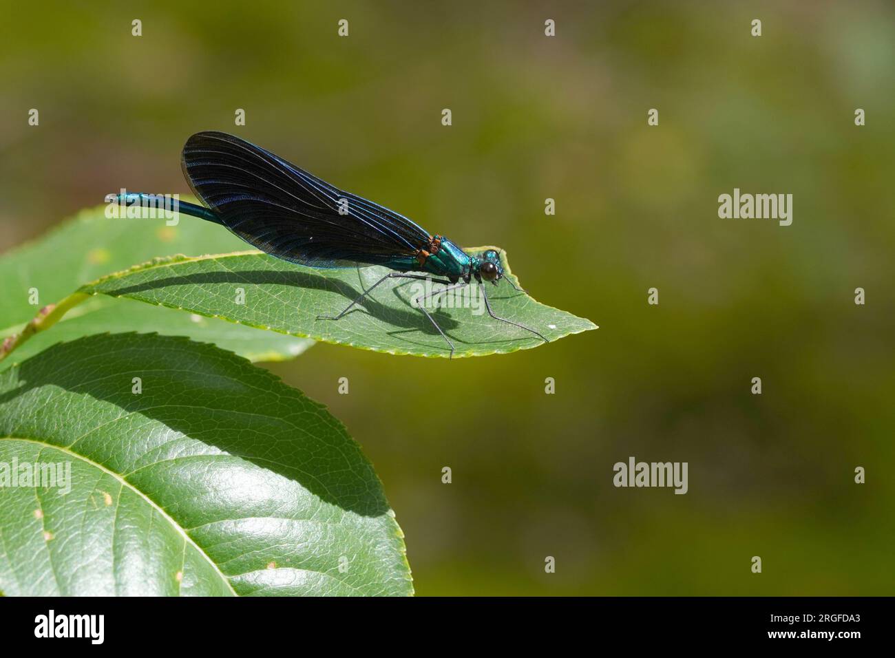 Die Blauflügel-Prachtlibelle (Calopteryx vierge) - Banque D'Images