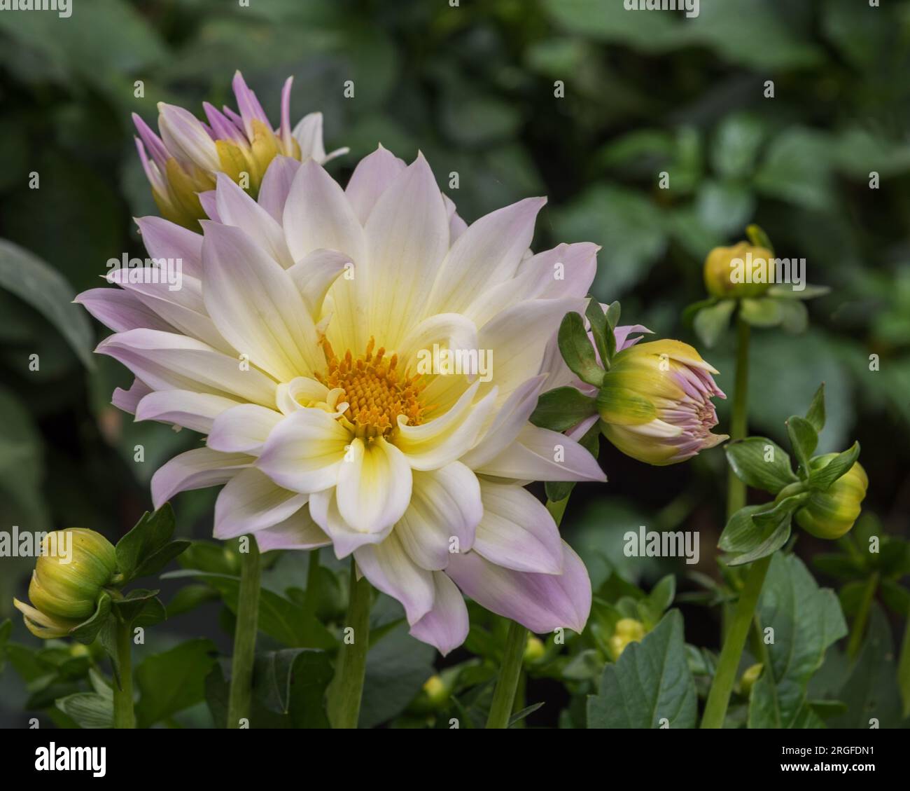 Dahlia Hybrid, une plante ornementale aux très grandes fleurs. Fleurs pour jardins, parcs, balcons, terrasses, chambres Banque D'Images