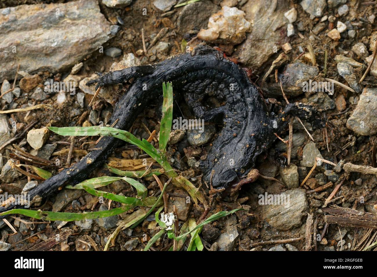Gros plan naturel sur une salamandre alpine noire, Salamandra atra dans les Alpes carinthiennes autrichiennes Banque D'Images