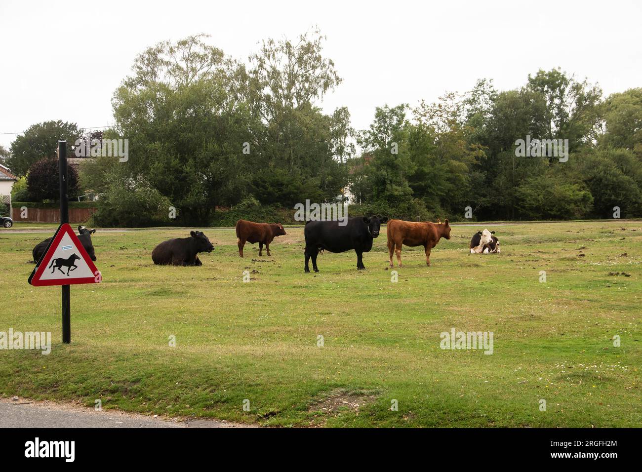 Troupeau de vaches sur la New Forest, Waters Green, Brockenhurst Banque D'Images