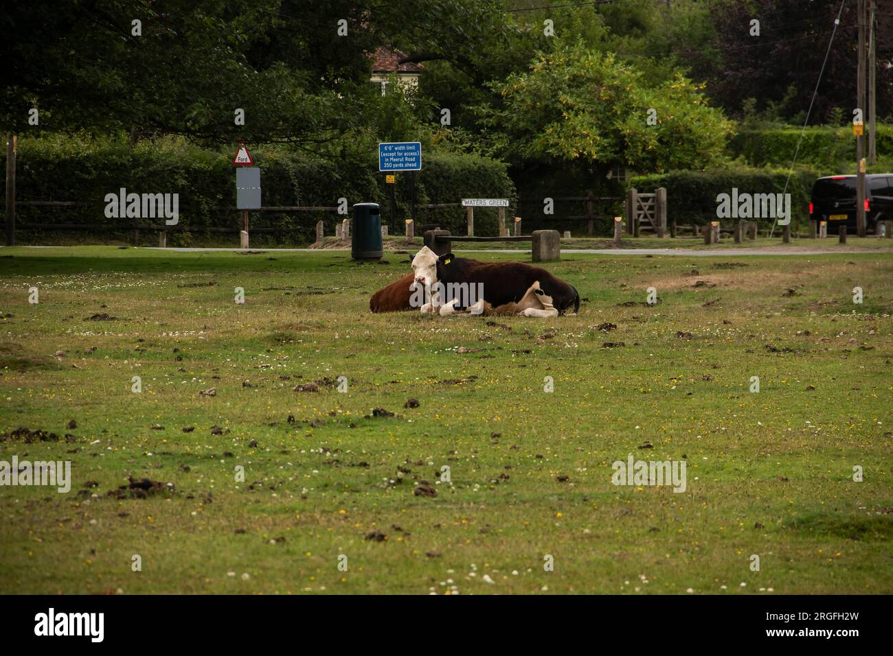 Troupeau de vaches sur la New Forest, Waters Green, Brockenhurst Banque D'Images